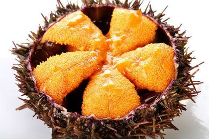 冰島新鮮活海膽 iceland Urchin（3隻）