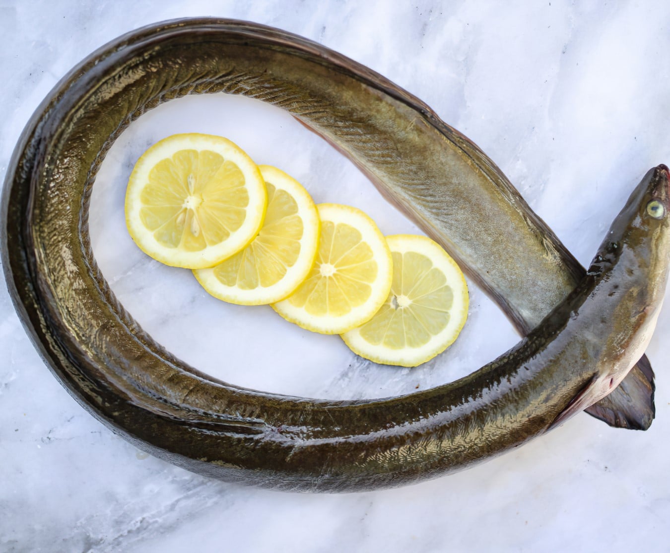 Fresh eel 鰻魚